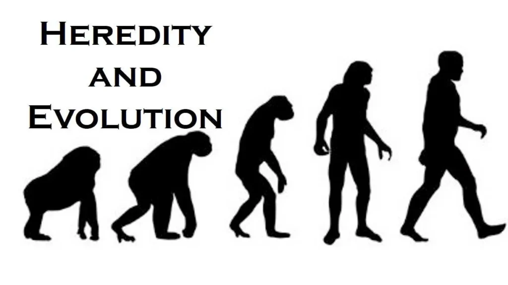 Heredity and Evolution