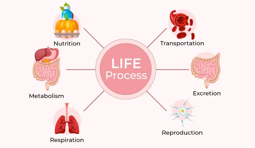 life processes